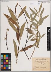 Foto von Salix daphnoides Vill.